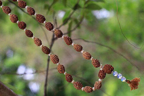 Rudraksha & Pearls