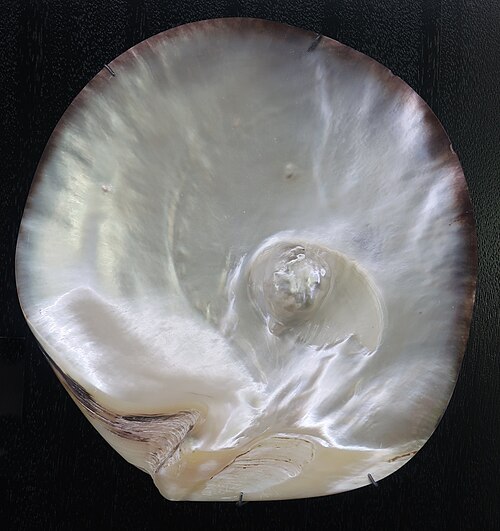 Natural Pearl (Moti)